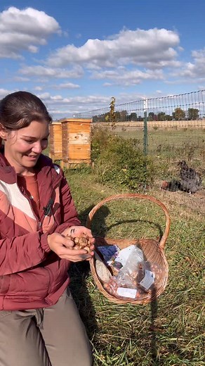 There’s been comments that I’ll regret planting crocus into the grass but this is year 3 that I’ve been planting crocus into the grass and haven’t regretted it yet🥹 Crocus bloom when the grass is still brown from winter and by the time the grass starts growing in Spring, it swallows up the crocus foliage and the blooms are long gone. We mow the crocus lawn just like any other parts of the yard. But can you imagine in late winter..all those purple crocus blooms with the new greenhouse in the bac
