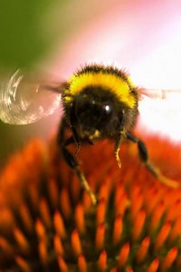 121K views · 1K reactions | Whether it's bees, birds or butterflies, together we can help our wildlife survive. | RSPB | Facebook