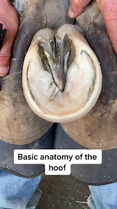Basic anatomy of the hoof #A5ranch #hoofcare #hoof #equine #horses #horse #frog #whiteline | A5 Ranch