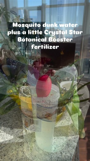 Soak Day for My Orchids: Mosquito Dunk Water and Fertilizer