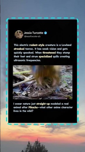Real Life PIKACHU Found In The Wild?! ⚡ #Nature #Wildlife #Animals