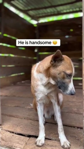 Donation ink in bio to help