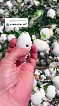 What do Moon Snails (Euspira lewisii) eat?