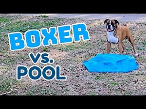 Boxer Dog attacks small pool!