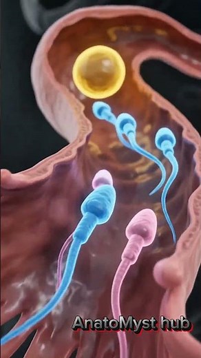 How to Track Ovulation to Conceive a Boy