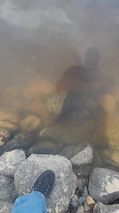I saw this big snapping turtle today at Graham Lake in Maine while I was fishing 🎣 #Maine #explore #fishing #turtle | Wayne Bishko
