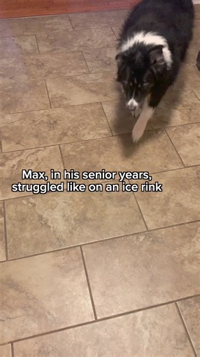 Help your dog gain traction on your slippery floors with ToeGrips®! Learn more here ➡️https://bit.ly/3OqJwA4 | Dr. Buzby's ToeGrips for Dogs