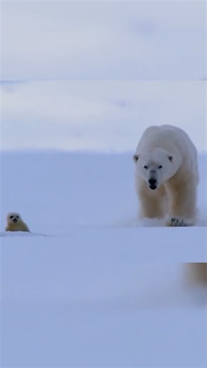 మొదట 2 వీక్స్ full love... తర్వాత sudden survival mode! 😢 | baby harp seal life story