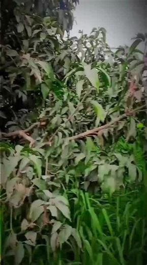 Digital Mind UK (@digitalmind29)’s videos with original sound - Digital Mind UK