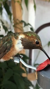 Allen’s Hummingbird | Exclusively Hummingbirds