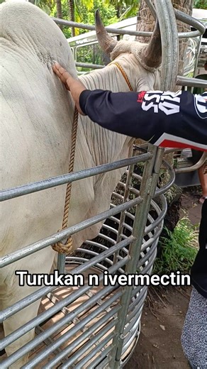 Ivermectin.. #cows #viralreelschallenge #cattle #shortsreels | TA LONGs TV