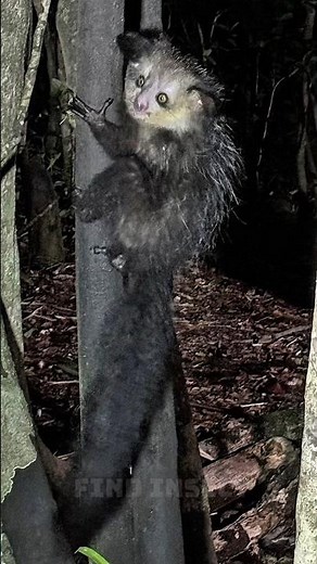Aye-Aye: The Strange Night Creature You Won’t Believe Is Real 🌙🖐️