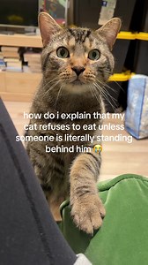 Cat Refuses to Eat Unless Someone Stands Behind Him