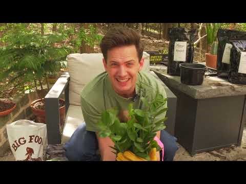 How To Repot Houseplants- Pothos, Philodendron, ZZ, Spider Plant