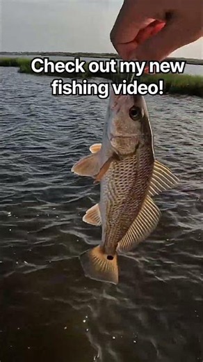 Caught a little bit of everything! 🎣 Check out the full video on my YouTube! #fishing #louisiana