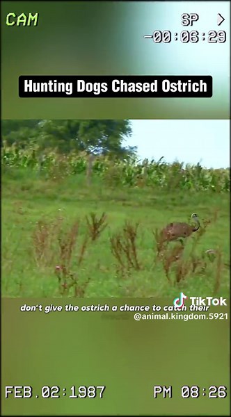 Hunting Dogs Chasing Ostrich - Greyhounds vs. Ostrich Speed Hunt
