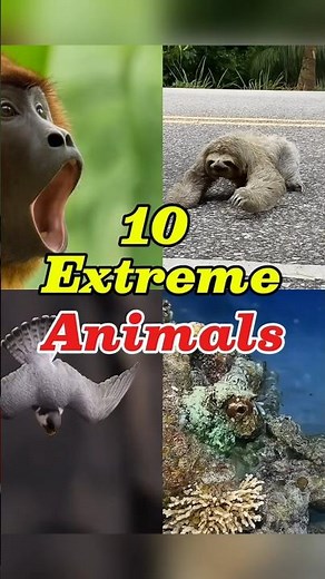 “10 Most Extreme Animals on Earth!”
