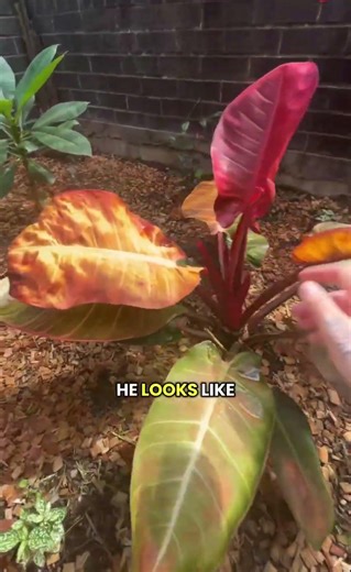 Garden Updoot