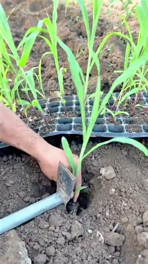 Man planting corn seedling into tilled soil with small hoe