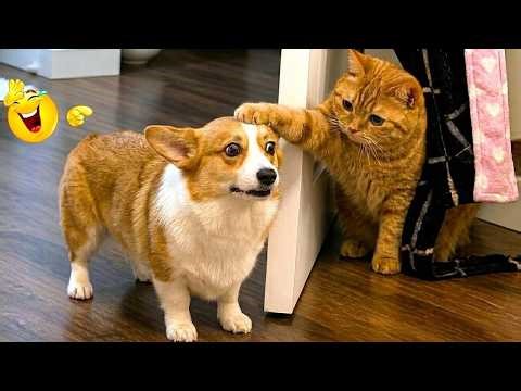 Impossible Not to Laugh 🤣😹 Funniest Cat Clips 2026