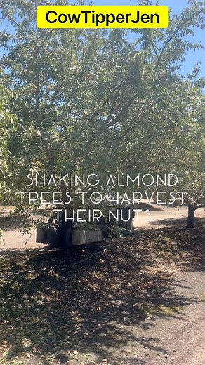 Shaking almond trees to harvest their nuts #cowtipperjen #fyp #selectharvest #minturn #farmer #singlemom #almonds #viralreelsシ #cowgirl | Jenny Silva