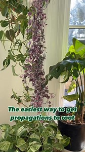 166K views · 647 reactions | THE EASIEST WAY TO GET PLANTS TO ROOT ~...