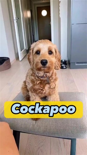 Adorable Cockapoo Dog Videos | Cute Cockapoo Puppies Compilation