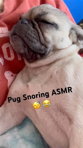 How is my pug this small and this loud 😭