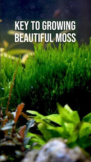 The Key to Growing Beautiful Moss #aquariumplants #aquascape #plantedtank