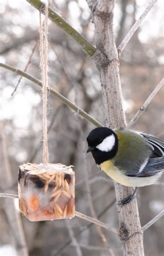 15K views · 126 reactions | How to make a difference with easy animal projects | 5-Minute Crafts Family | Facebook