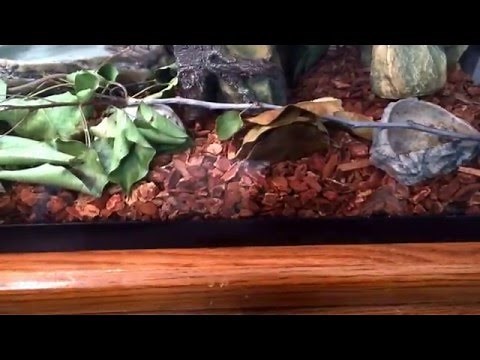 Care video for anoles and long tailed lizards