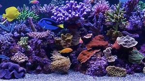 3 Hour 4K Aquarium Video