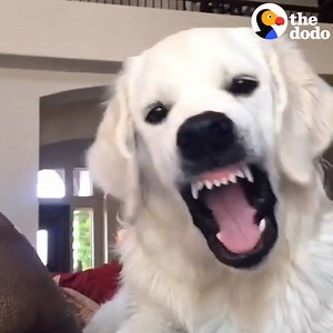 This pup can't stop making weird faces at inanimate objects. | The Dodo