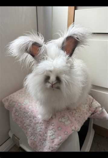 Adorable Bunnies with Little Legs in Fun Video