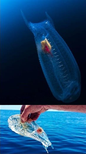 🧬 “Esto no es un solo animal… es un ejército de clones”