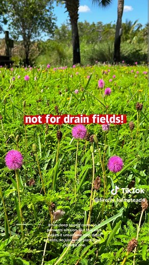 Sunshine Mimosa Groundcover for Florida Lawns: Pros & Care