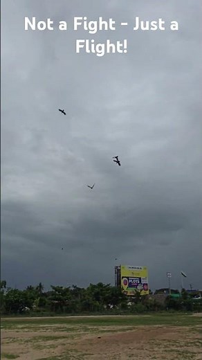 Mechanical Bird with Flapping Wings! #MechanicalBird #RobotBird #RCBird #BirdVsRobot #FlyingRobot