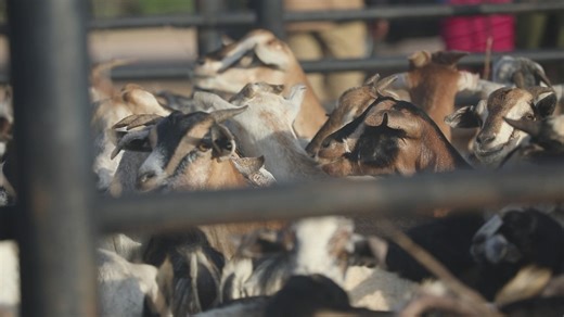 B-Roll: US Army, Kenya Defense Forces veterinarians team up during Justified Accord 2026 Veterinary Civic Action Program