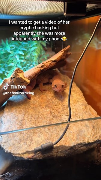 Understanding Cryptic Basking in Leopard Geckos