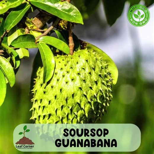 Soursop Guanabana Tree, Annona Muricata, Live Tropical Fruit Plant - Etsy