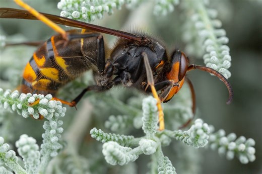 How to trap Asian hornets with home-made mixture, without harming bees - Netmums