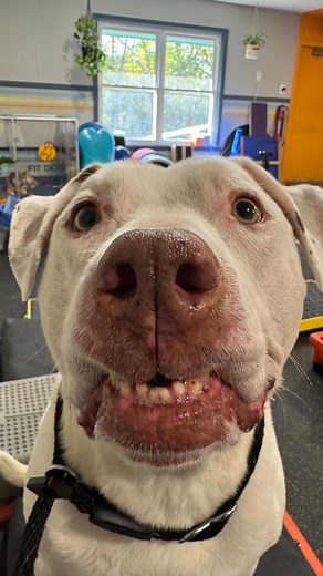 Did you know dogs benefit from regular fitness sessions just like we do? 🐶💪 At Fit Dog, our canine gym focuses on strength, balance, and conditioning to support your pup’s health and longevity. 🧡 Learn more at fitdogmi.com! | Fit Dog Canine Fitness & Wellness