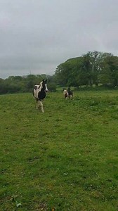 **occasional swear word** DO NOT Watch if you are offended easily. Explaining my intentions.. **So the reason I herded them is because the foals are not halter broken yet. Being pregnant I cant risk being pulled around . They are friendly and we have spent time handling them. But it's a risk I'm not willing to take as when teaching a horse to lead the last thing you want to do is let go if they pull back... I thought about leading my 2 big horses.. BUT because the foals are best pals and super i