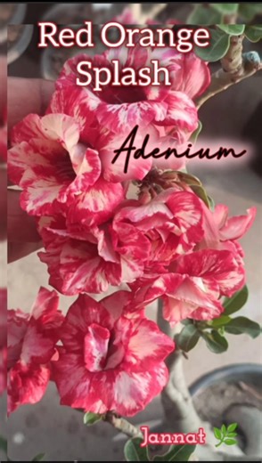 Adenium Blooms Red Orange Splash Rosy Variety ♥️ Heavy Bloomer #adenium #desertrose #splash