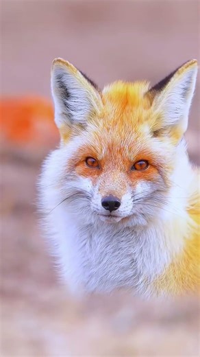 Beautiful Birds of the Wild | Nature Documentary 4KRare Birds You’ll Be Lucky