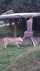 Lionesses vs ‘Giraffe’! 🦁🦒 Our rescued lionesses, Amani and Lira, had a blast with an (almost) life-sized cardboard giraffe, crafted by our incredible keepers 🧡 Enrichment like this is essential to keeping our cats engaged and stimulated, helping them express the natural behaviours they’d show in the wild! Who do you think won? Let us know in comments 👇 | The Big Cat Sanctuary