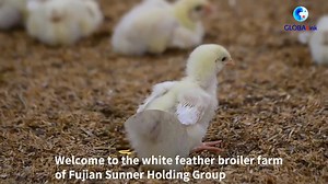 10K views · 324 reactions | How is it possible for one employee to manage 80,000 chickens?! Xinhua is in Fujian, southeast China, to find out how technology is a crackin' idea for the poultry industry | China Xinhua Sci-Tech | Facebook
