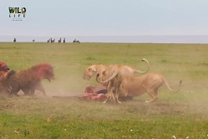 438K views · 5.7K reactions | animal world #animals #Conservation #wildlife #tiger #lion #world #fyp #animals #wildlife #documentary (7) | Paul باول | Facebook