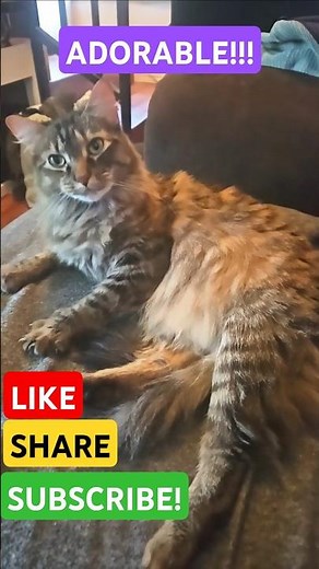 Watch This Adorable Kitty Clean Herself in the Cutest Way Ever! #cat #kitty #cutecats