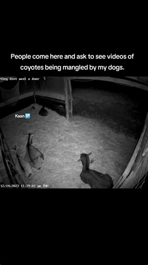 Livestock Guardian Dog Vs Coyote: Protecting Goats on the Farm